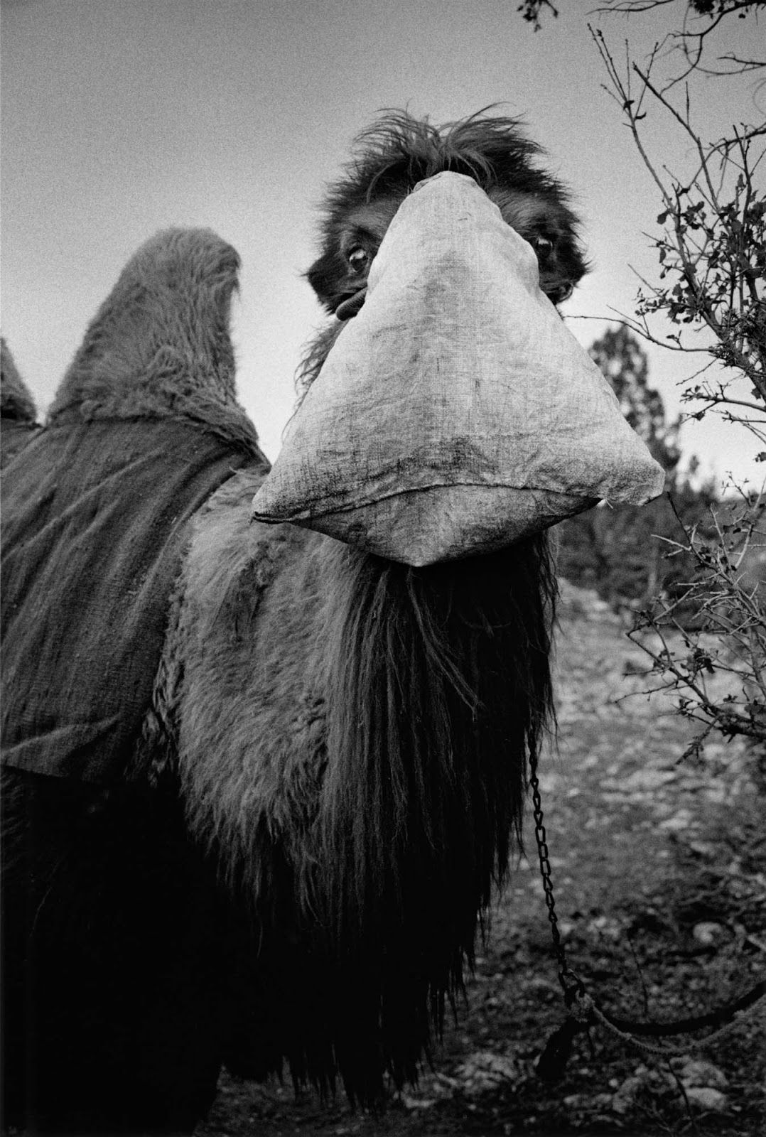 camel with bag Michel Vanden Eeckhoudt